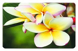 Lenticular Images calendar card with tropical Hawaiian flowers, Hibiscus and Plumeria, flip