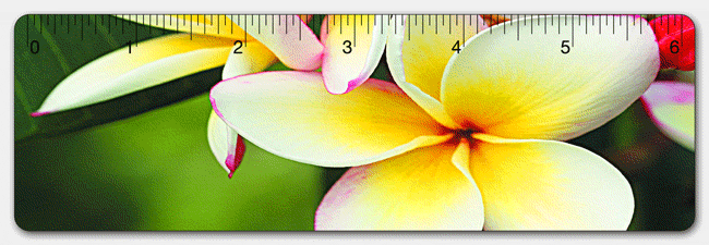 Lenticular PET 6-inch Ruler with flip image of beautiful tropical flowers