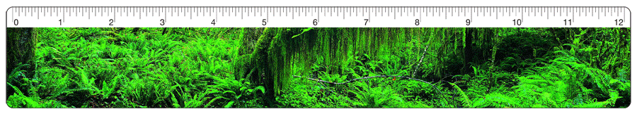 Lenticular 12-inch Ruler with flip image of a forest